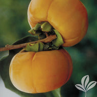 Fuyu Persimmon