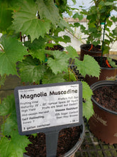 Magnolia Muscadine (self- fertile)