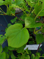 Climbing Hydrangea