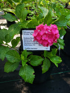Cityline Paris Hydrangea
