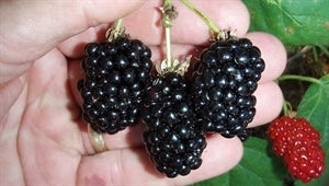 Natchez Blackberry (thornless)