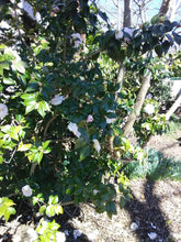 Magnolia Camellia