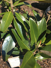 Alta Magnolia