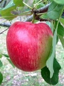 Anna Apple (standard) – Toms Creek Farm & Nursery
