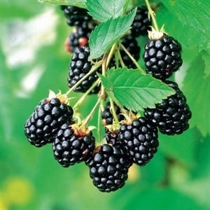 Arapaho Thornless Blackberry