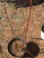 Arctic Fire Dogwood