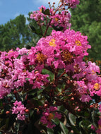 Black Diamond 'Shell Pink' Crape Myrtle