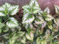 False Lamium