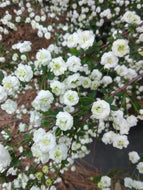 Bridal Wreath Spirea 'Snow Bells'