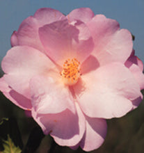 Taylor's Perfection Camellia