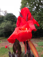 Red King Humbert Canna Lily