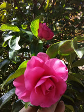 Chansonette Camellia
