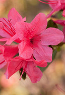 Autumn Cheer Encore Azalea