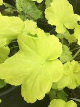 Citronelle Coral Bells