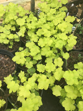 Citronelle Coral Bells