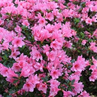 Coral Bells Azalea