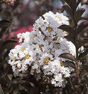 Delta Moonlight Crape Myrtle