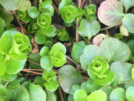 Golden Creeping Jenny