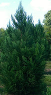 Radicans Cryptomeria