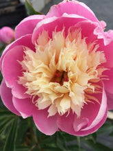 Bowl of Beauty Peony