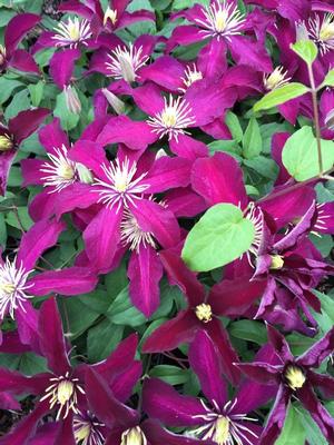 Clematis 'Niobe'