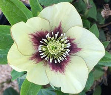 Spanish Flare Lenten Rose (Honeymoon Series)