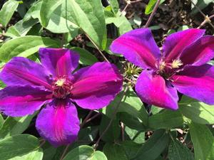 Clematis 'Mrs. N. Thompson'