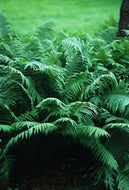 Cinnamon Fern