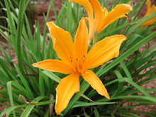 Aztec Gold Daylily