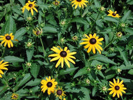 Black Eyed Susan