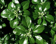 Green Sheen Pachysandra