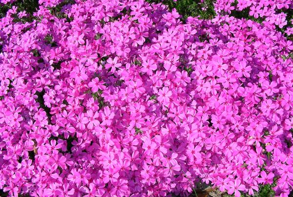 Red Wings Phlox or Thrift