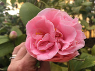 Debutante Camellia