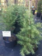 Deodar Cedar 'Himalayan'