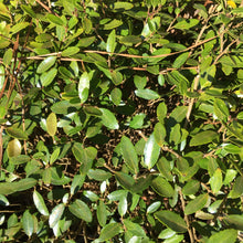 Dwarf Yaupon Holly