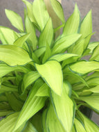 Early Sunrise Hosta