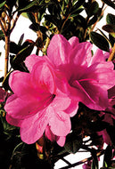 Autumn Empress Encore Azalea