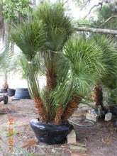 European Fan Palm