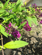 Evil Ways Butterfly Bush