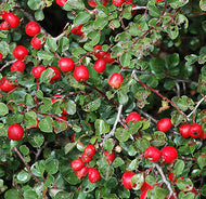 Cranberry Cotoneaster