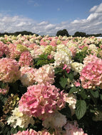 Fire Light Hydrangea