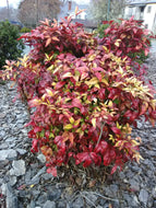 Firepower Nandina