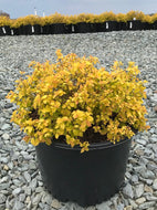 Goldmound Spirea