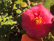 Greensboro Red Camellia