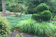 Fountain Grass