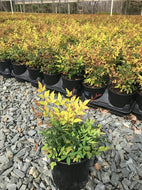 Gulf Stream Nandina