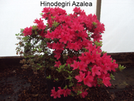 Hinodegiri Azalea