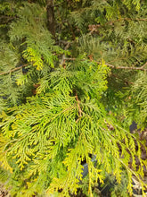 Hinoki Gold Plume Cypress