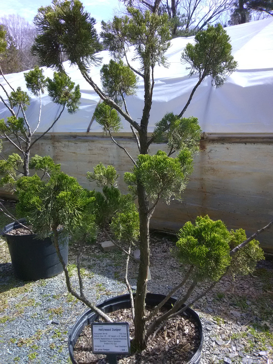 hollywood juniper bonsai tree Hollywood Juniper – Toms Creek Farm & Nursery