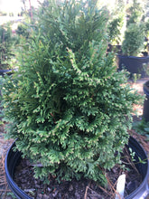 Holmstrup Arborvitae